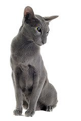 Image showing gray oriental cat