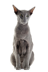 Image showing gray oriental cat
