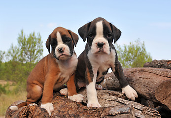 Image showing puppies boxer