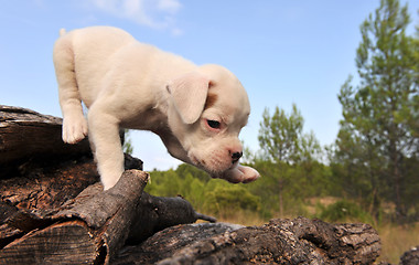 Image showing white puppy boxer