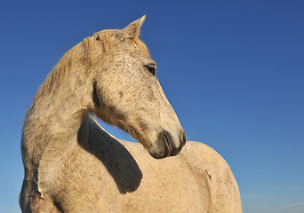 Image showing Camargue horse