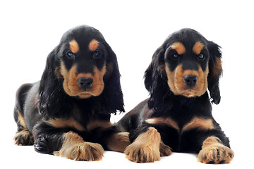 Image showing puppies english cocker