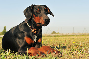 Image showing doberman