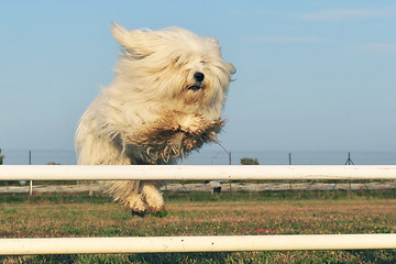 Image showing jumping dog