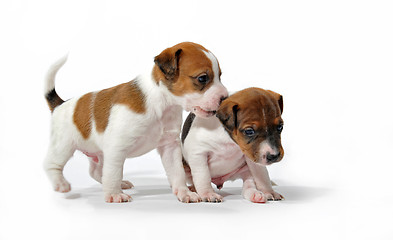 Image showing playing puppies