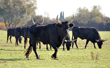 Image showing Camargue bulls