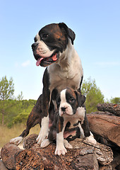 Image showing mother and puppy boxer