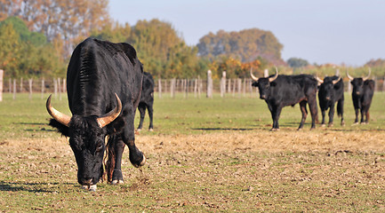 Image showing angry bull