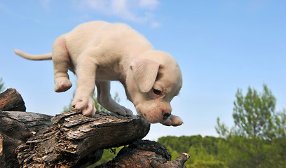 Image showing white puppy boxer