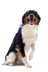 Image showing smiling dog