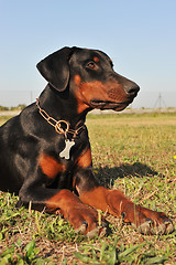 Image showing doberman