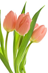 Image showing orange tulips