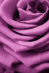 Image showing pink rose