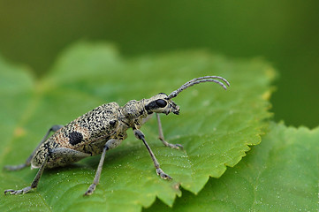 Image showing Rhagium-mordax