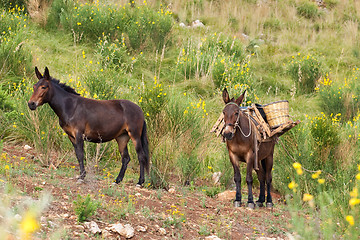 Image showing Mule in bushes