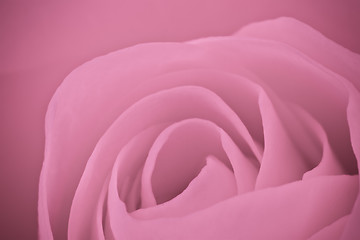 Image showing pink rose macro