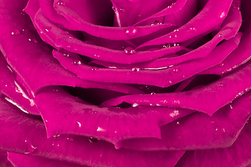 Image showing pink rose