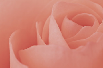 Image showing pink rose macro