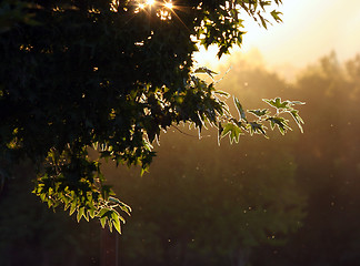 Image showing Sunset in a forest