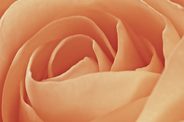 Image showing orange rose macro