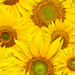 Image showing sunflower background