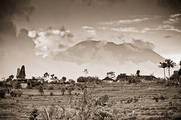 Image showing rice fields in Bali, Indonesia