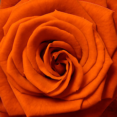 Image showing orange rose