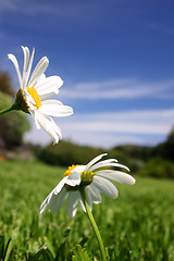 Image showing Daisies in Field