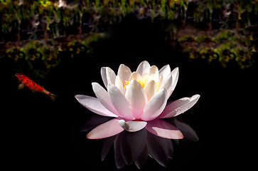 Image showing Waterlily Pool