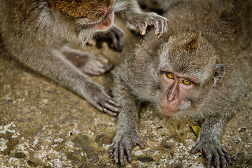 Image showing Monkey (Macaca fascicularis)