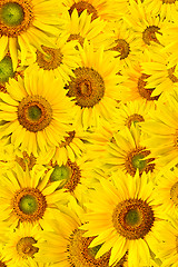 Image showing sunflower background