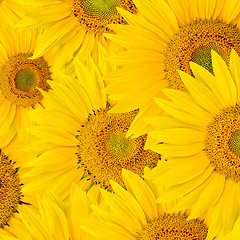 Image showing background made of beautiful sunflowers