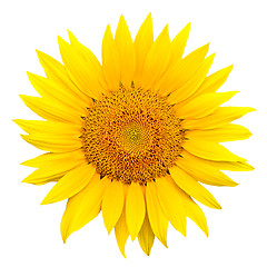 Image showing sunflower