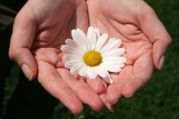 Image showing Hand and Flowers