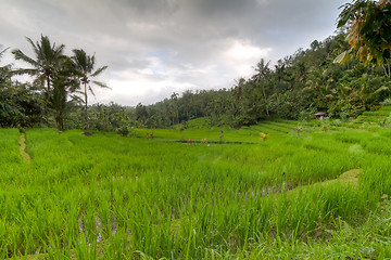 Image showing rice fields in Bali, Indonesia