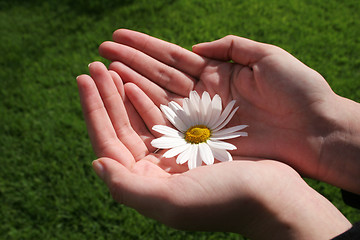 Image showing Flower and Hand