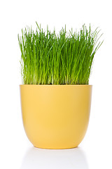 Image showing grass in flowerpot