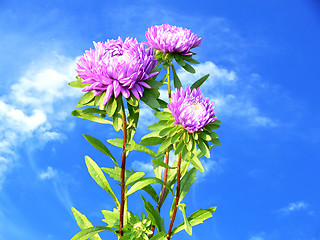 Image showing Aster