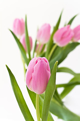 Image showing pink tulips