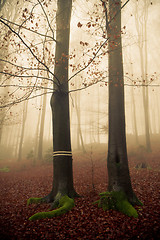 Image showing misty forest