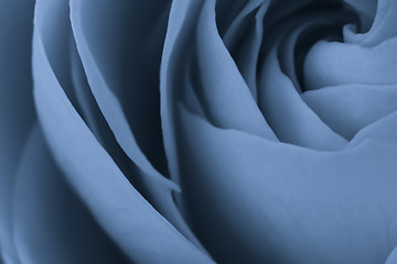 Image showing blue rose macro