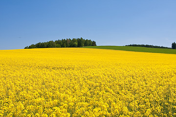 Image showing rape field