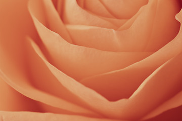 Image showing orange rose macro