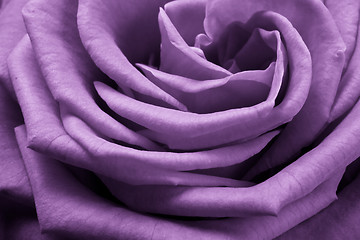 Image showing violet rose