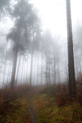 Image showing misty forest