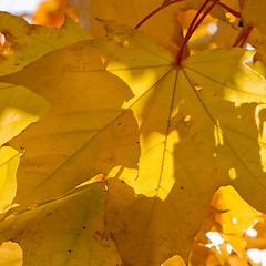 Image showing autumn foliage