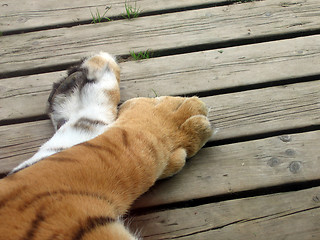 Image showing tiger paws
