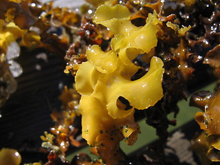 Image showing seaweed