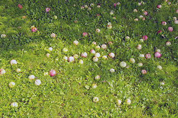 Image showing Background ripe apples fallen on ground shadow 