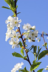 Image showing White cherry tree bud bloom spring background 